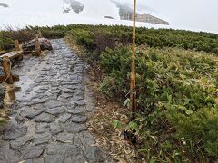 探しても見つからないで昨日遠回りした室堂山荘まで遠征するというので、びしょ濡れの我々は諦めて元来た道を戻りました。するとみくりが池近くの歩道に動く物体が。。。