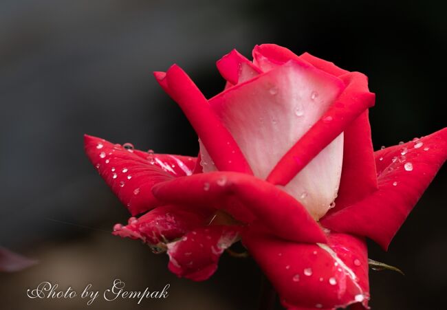 雨上がりのバラ園で 雫をまとった美しい薔薇たちを愛でる 真岡 栃木県 の旅行記 ブログ By 玄白さん フォートラベル 雨上がりのバラ園で 雫をまとった美しい薔薇たちを愛でる 真岡 栃木県 の旅行記 ブログ By 玄白さん フォートラベル