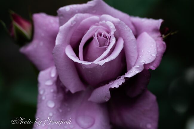 雨上がりのバラ園で 雫をまとった美しい薔薇たちを愛でる 真岡 栃木県 の旅行記 ブログ By 玄白さん フォートラベル 雨上がりのバラ園で 雫をまとった美しい薔薇たちを愛でる 真岡 栃木県 の旅行記 ブログ By 玄白さん フォートラベル
