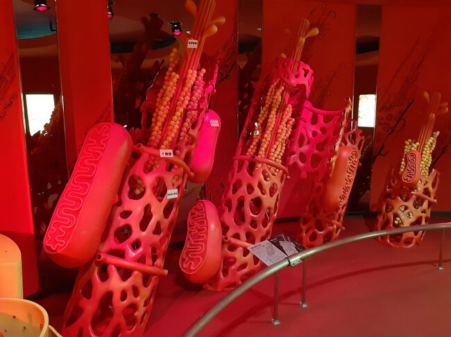 人体の色々な部位の説明が分かり易く展示されています。<br />血管をこんな大きな模型で見ると凄く複雑な構造でビックリ。