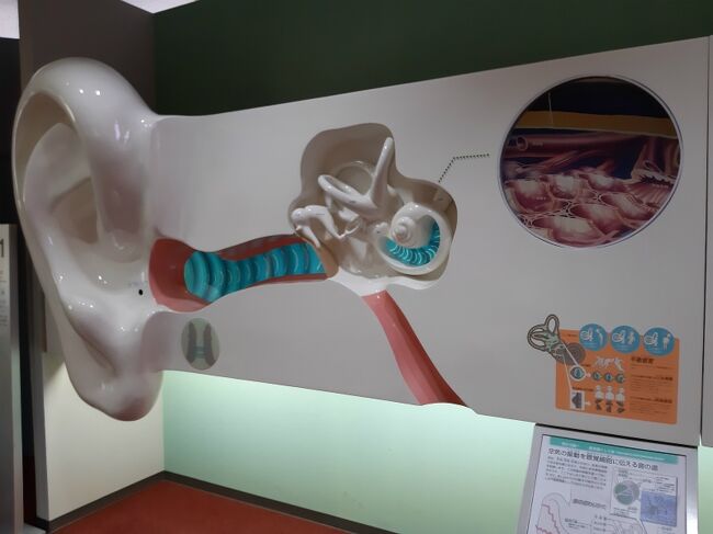 こちらはその耳の構造の大きな模型。