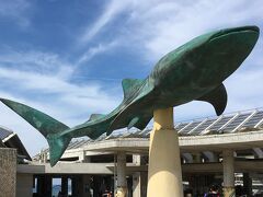 続いてやってきたのは、本部町にある美ら海水族館。
