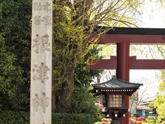 根津神社到着
２０２０年4月半ばの根津神社はツツジが満開を迎えていました。
