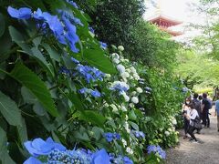 高幡不動尊あじさいまつり