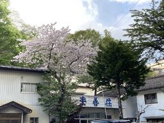 上田屋旅館の隣は楽善荘

桜がまだきれいだ