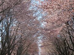 車が時折通るが（その多くは桜並木目当ての観光客）、路線バスも通るメインの道路ではないので、交通量は少ない。でも、向こう側で撮影のために車を長時間停められちゃうことはある。