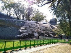 美術館前をいったんスルーして
熊本城に近づきます。

城内はこの時点では、まだ入場不可だった
ので、外から桜を眺めました。