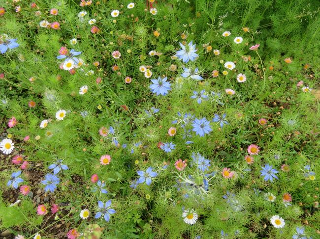 静岡遠州花めぐり 浜松フラワーパーク編 花めぐり完結 舘山寺温泉 静岡県 の旅行記 ブログ By Tabibitoさん フォートラベル