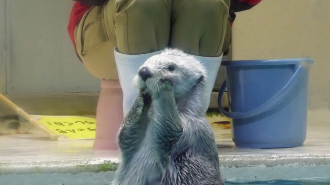 21年 伊勢鳥羽の旅 1 旅の目的はここ ずーっとずーっと会いたかったから鳥羽水族館に行くよ 鳥羽 三重県 の旅行記 ブログ By ちちぼーさん フォートラベル