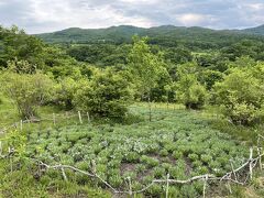 さて、今日はもう一カ所。
山の上庭園へ。
以前新聞でエーデルワイスの苗がたくさん植えられたという記事を読んでいて寄ってみました。

まぁまぁのくねくね道を、そろそろ心細いなぁと進むといきなり到着！（道中1台もすれ違わず・・・）