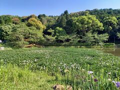 小さなキレイな花が咲いてる。
