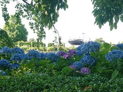 山下公園の国道沿いに咲くアジサイが満開です。アジサイのジュウタンの上に氷川丸が乗っているかのように撮影。