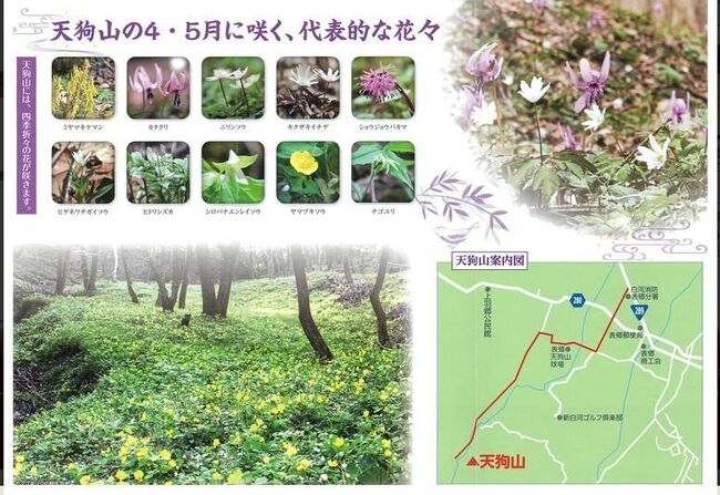 絶滅危惧種のヤマブキソウが咲き乱れる白河天狗山 白河 福島県 の旅行記 ブログ By J Ryuさん フォートラベル
