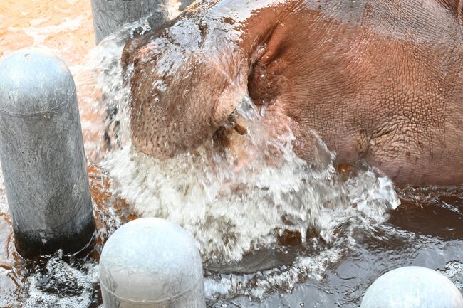 レッサーパンダはかわゆい 鹿児島市平川動物園 鹿児島市 鹿児島県 の旅行記 ブログ By トットさん フォートラベル