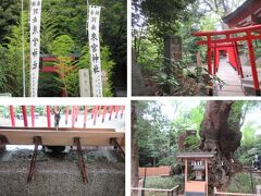 来宮神社（きのみや神社）の大鳥居をくぐって左に赤い小さな鳥居の並ぶ稲荷社、
かなり客がいます。

ひしゃくを使わずに流れる水の出る手水舎があります。
本殿は人が一杯なの・・

右下が本殿の上にある樹齢2000年の大楠。パワースポットです。
境内はいい香りがします。