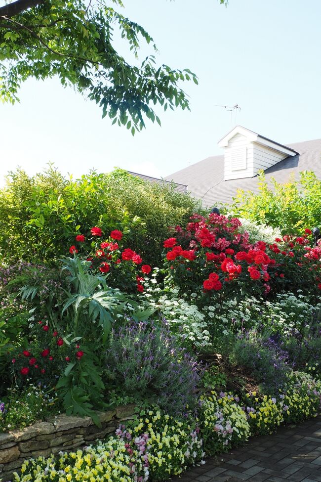 横浜で薔薇香る3つのガーデンめぐり（イングリッシュガーデン・港の