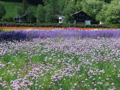 日を改めての6月14日、ファーム富田（中富良野町）を訪れました。この日は「春の彩りの畑」周辺を散策しました。