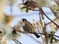 3月下旬、荒川赤羽桜堤緑地へ。

桜の開花宣言が今年は早かったですよね～。
しかし、ここは土手の上だからか都心より花がちょっと遅めです。
今年はここに3回ほど桜を見に行ったのですが、満開に当たらなくて残念でした。

桜の花をくわえたスズメさん。