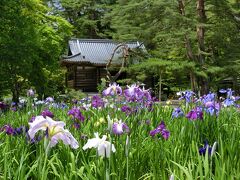 続いて、慈覚大師を奉った開山堂の前に進む。
本日から来月10日（土）まで、”あやめ祭り”が開催されており、本日の参詣はこれが目的である。
しかしながら、植えられているのはほぼ”花菖蒲”で、案内板にも「毛越寺花菖蒲園」とありますが、細かいことはいちいち気にしてられません。
けれども「かきつばた」「花菖蒲」「あやめ」の違いが解説されているのはよかったと思います。
分かったことは
「かきつばた」水生
「花菖蒲」湿地、花弁付け根の筋がまっすぐで、黄色い。
「あやめ」乾地、花弁付け根の筋が網目で斑（文目＝あやめ）になっている、これが名前の由来
という具合ですね。