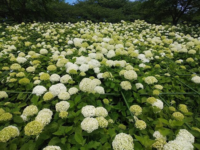 北東埼玉２０２１初夏花めぐり 幸手 久喜 栗橋 埼玉県 の旅行記 ブログ By アイガーさん フォートラベル