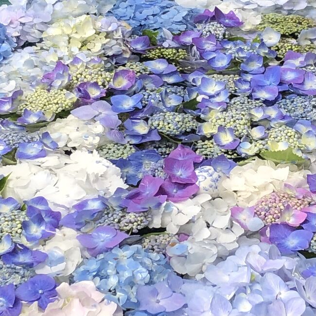 紫陽花咲くころ 木津川市のお寺の日本の歴史的財産を見て回りました 木津 加茂 京都 の旅行記 ブログ By ひやしたぬきさん フォートラベル