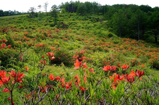 団塊夫婦の初夏の花巡りドライブー 1 レンゲツツジを堪能した湯の丸高原 白糸の滝 軽井沢 長野県 の旅行記 ブログ By Miharashiさん フォートラベル 団塊夫婦の初夏の花巡りドライブー 1 レンゲツツジを堪能した湯の丸高原 白糸の滝 軽井沢 長野県 の旅行記 ブログ By Miharashiさん フォートラベル