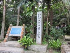 米原のヤエヤマヤシ群落にやってきました。