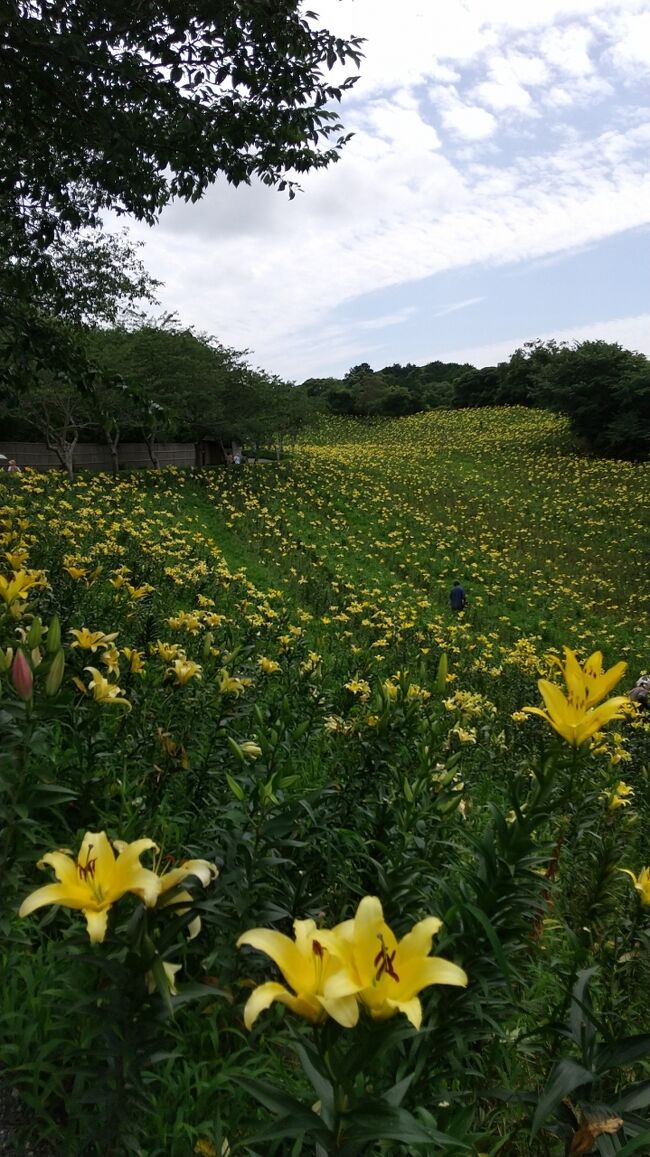 可睡ゆりの園と遠州三山風鈴まつり』袋井(静岡県)の旅行記・ブログ by