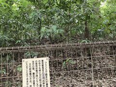 石神井公園に初めて来ました。
石神井城跡と言うのがありました。
発掘は意外と最近なので驚きです。
