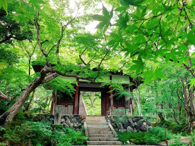 青もみじと苔の魅力にようやく気付いた2021年☆ 新緑を求めて