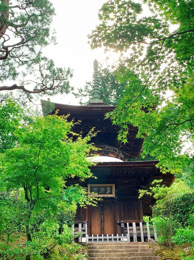 No.55 もみじ　苔　京鞍馬風平石 青もみじと苔の魅力にようやく気付いた2021年☆ 新緑を求めて