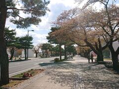 美術館前の有名な官庁街の桜は葉桜でした。十和田市の見学を終えて宿泊予定の谷地温泉を目指して走り出しました。