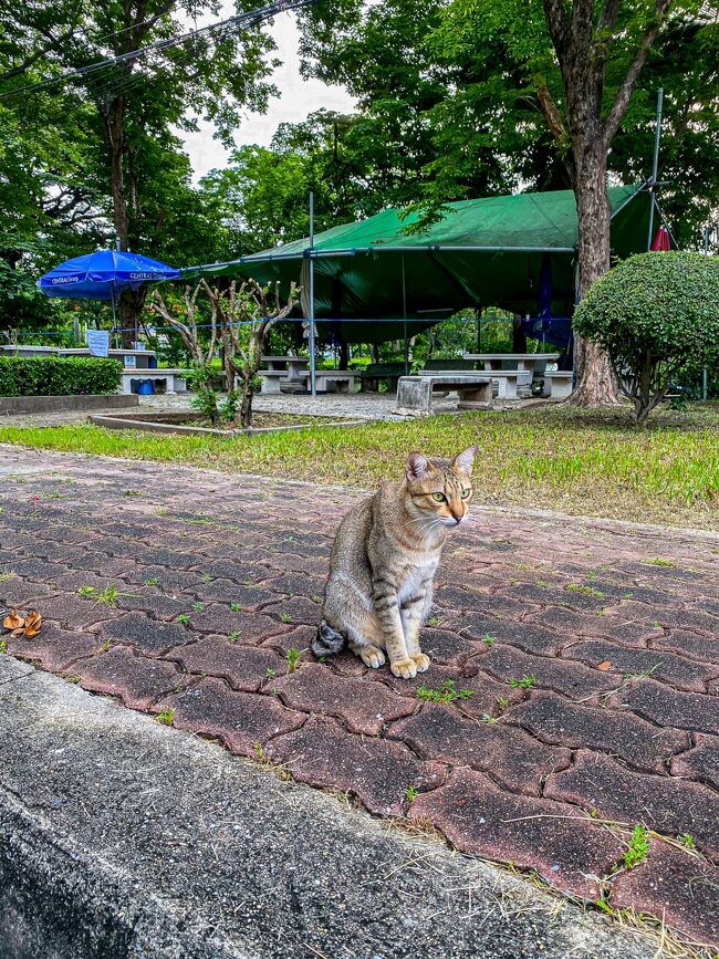 可愛い猫ちゃん発見！！