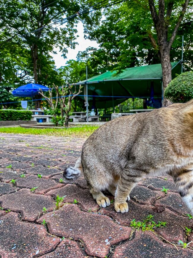 近寄って写真を撮ろうと思ったらスリスリされて撮影不能に・・・