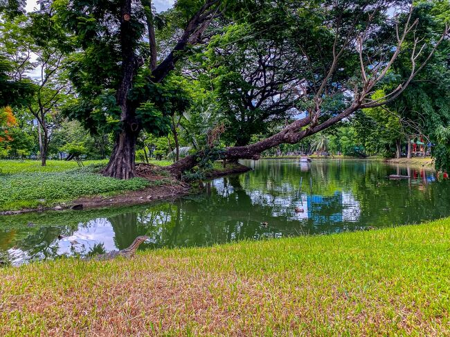 意外と可愛いミズオオトカゲちゃんも発見