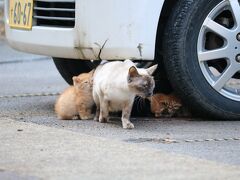 滝の湯近くには猫がいた