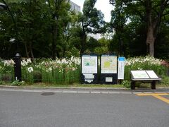 公園内に入ると目の前一面にユリの花が咲き誇っていました。