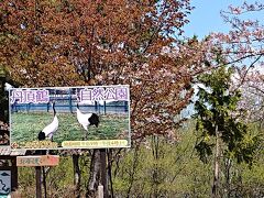 丹頂鶴公園もありました。