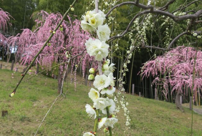 210 華 袋帯 鳥 鳳凰 花 枝垂れ 桜 白 210 華 袋帯 鳥 鳳凰 花 枝垂れ 桜 白