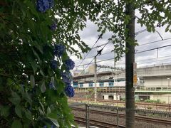 飛鳥の小径は、紫陽花が見頃でした。
