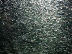 鶴岡市立加茂水族館