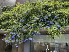 途中、お花が綺麗で思わず近づく