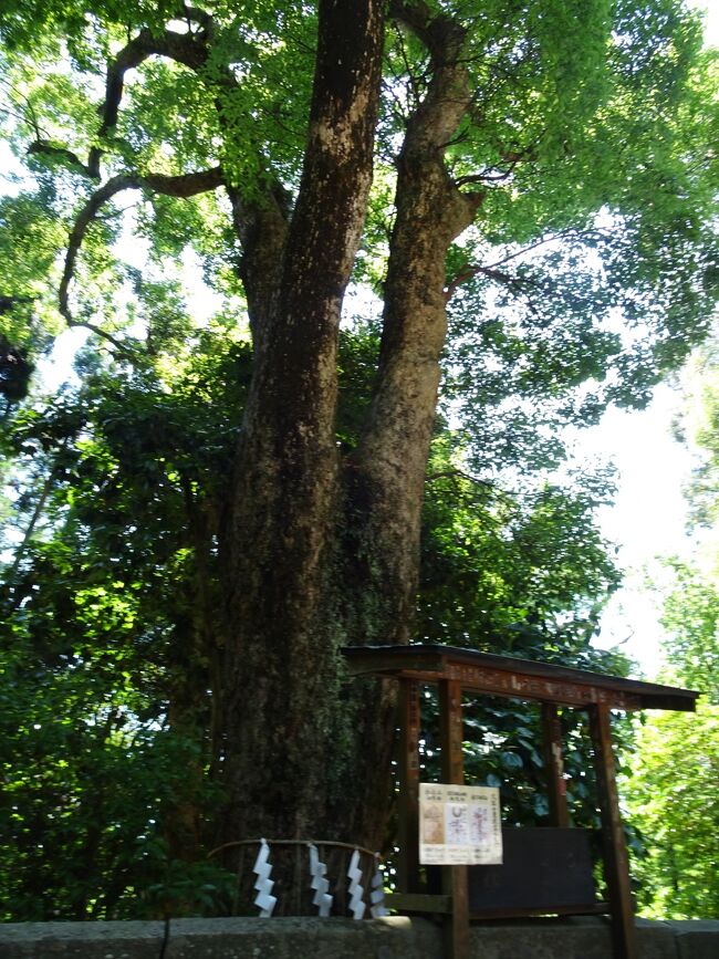 静岡グルメ旅 富士山ビューポイント日本平と三保の松原 清水 静岡県 の旅行記 ブログ By ぴくしーさん フォートラベル