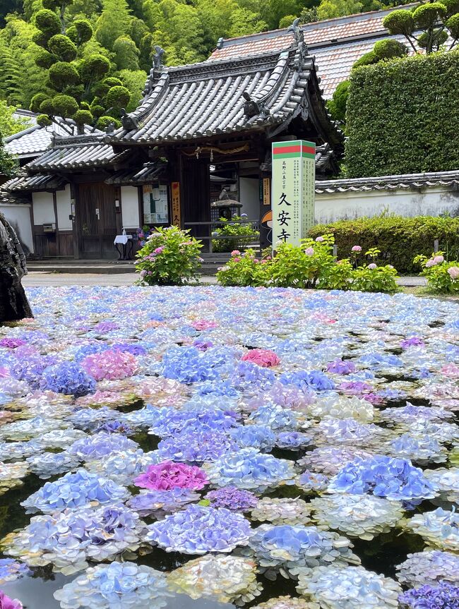 池に浮かんだ紫陽花 あじさいうかべ に魅かれて久安寺へ 大阪の旅行記 ブログ By Akikoさん フォートラベル 池に浮かんだ紫陽花 あじさいうかべ に魅かれて久安寺へ 大阪の旅行記 ブログ By Akikoさん フォートラベル