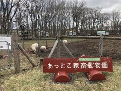 お腹が満たされたら、併設のミニ動物園へ。
羊や山羊、豚がいました。