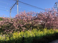 3日目の観光は、徹底して時間をズラし朝ごはんも食べずに河津桜を見に行きました。