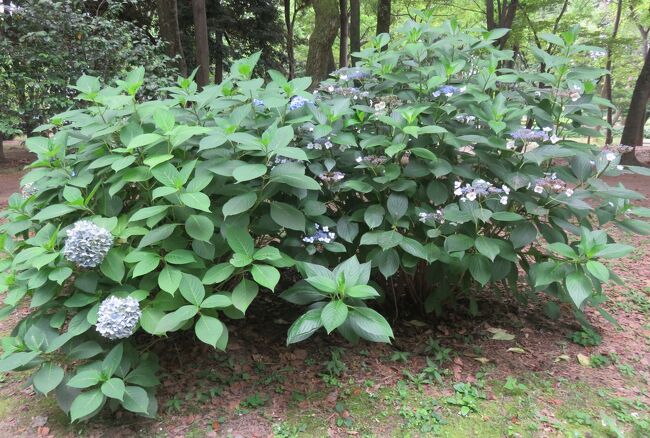 21初夏 名城公園のあじさいの道 2 4 6月25日 2 黒軸 西洋アジサイ 額アジサイ 秋色アジサイ 名古屋 愛知県 の旅行記 ブログ By 旅人のくまさんさん フォートラベル 21初夏 名城公園のあじさいの道 2 4 6月25日 2 黒軸 西洋アジサイ 額アジサイ 秋色アジサイ 名古屋 愛知県 の旅行記 ブログ By 旅人のくまさんさん フォートラベル