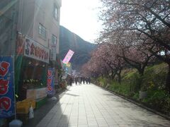 金曜日の13:40。河津駅を出たところです。
左側に出店、右側に桜と菜の花。