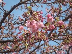 2月中旬、河津駅前の桜はまだつぼみが多め。