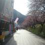 河津桜まつり。徒歩で峰温泉大噴湯公園や原木、来宮神社をまわりました。